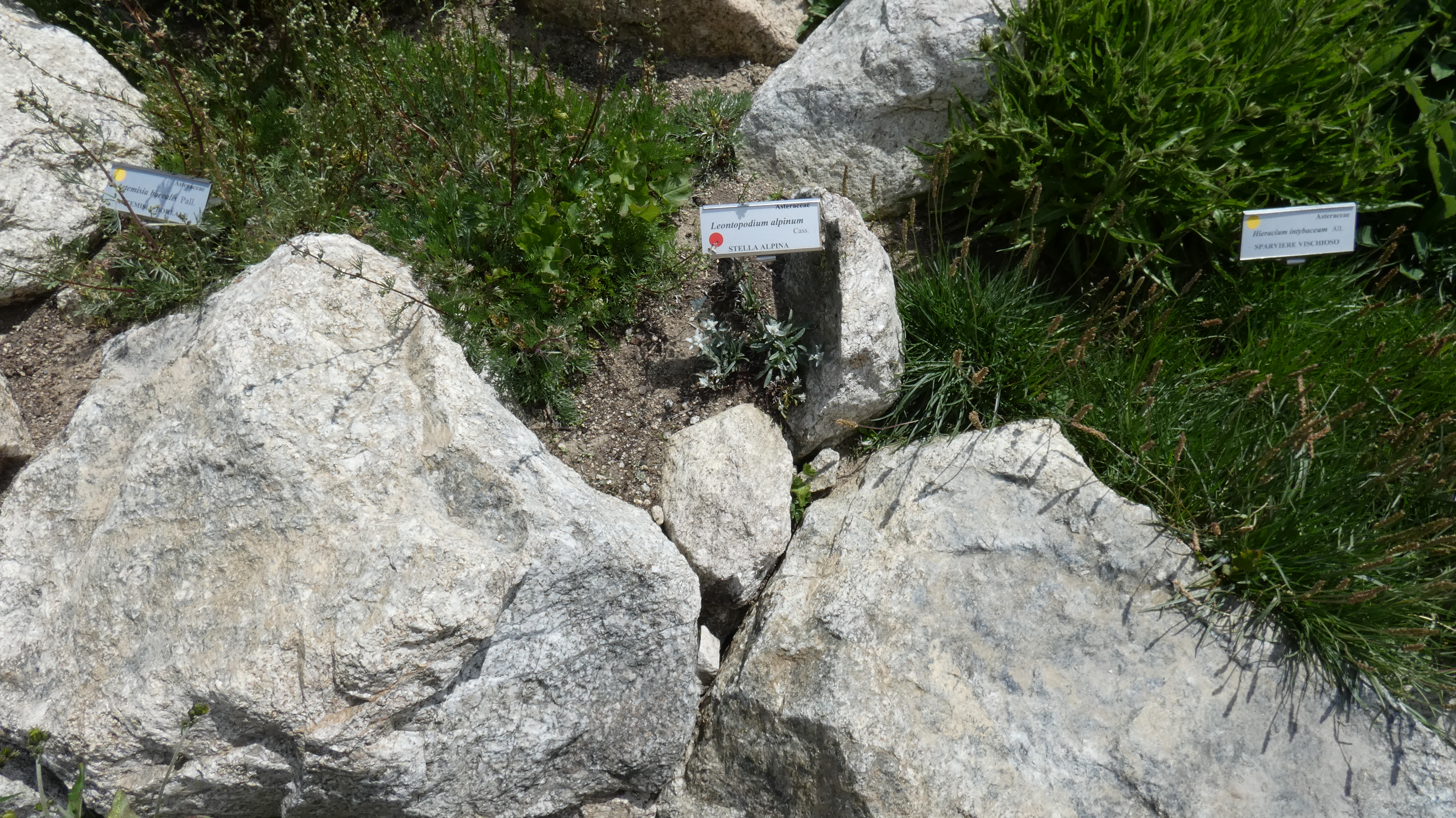 Leontopodium alpinum Cass.